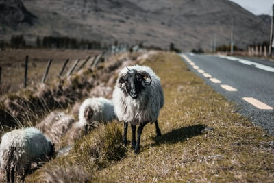 羊的倾斜镜头摄影